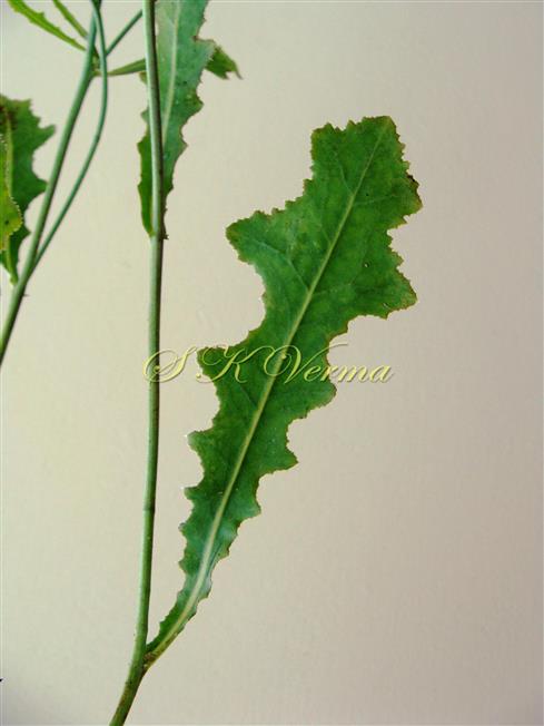  Cauline leaf